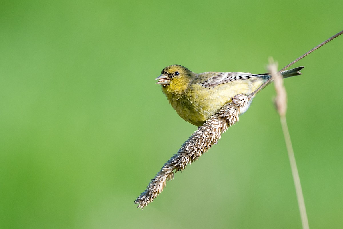 Lesser Goldfinch - ML203250921