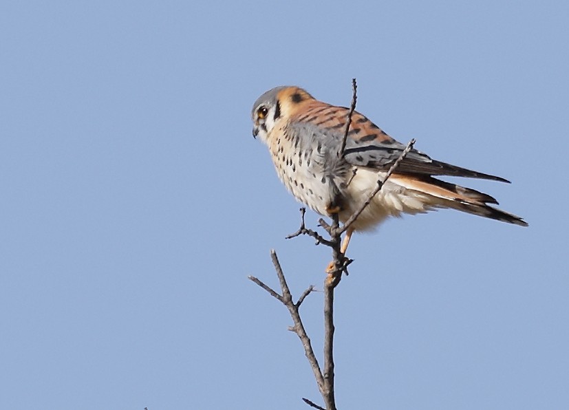 American Kestrel - ML203252151