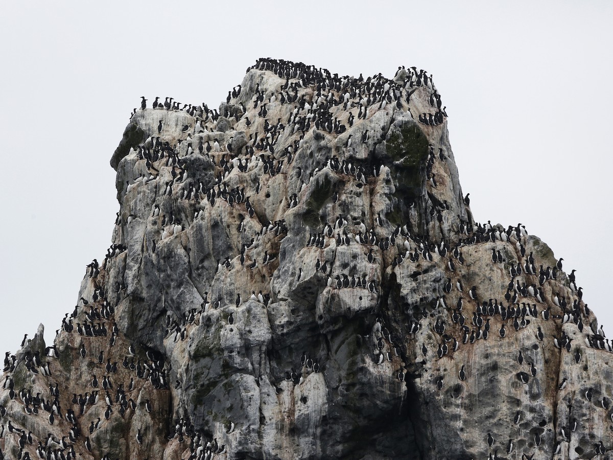 Thick-billed Murre - ML203252161