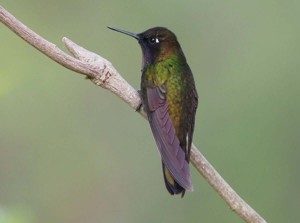 kolibřík dřišťálový - ML203252231