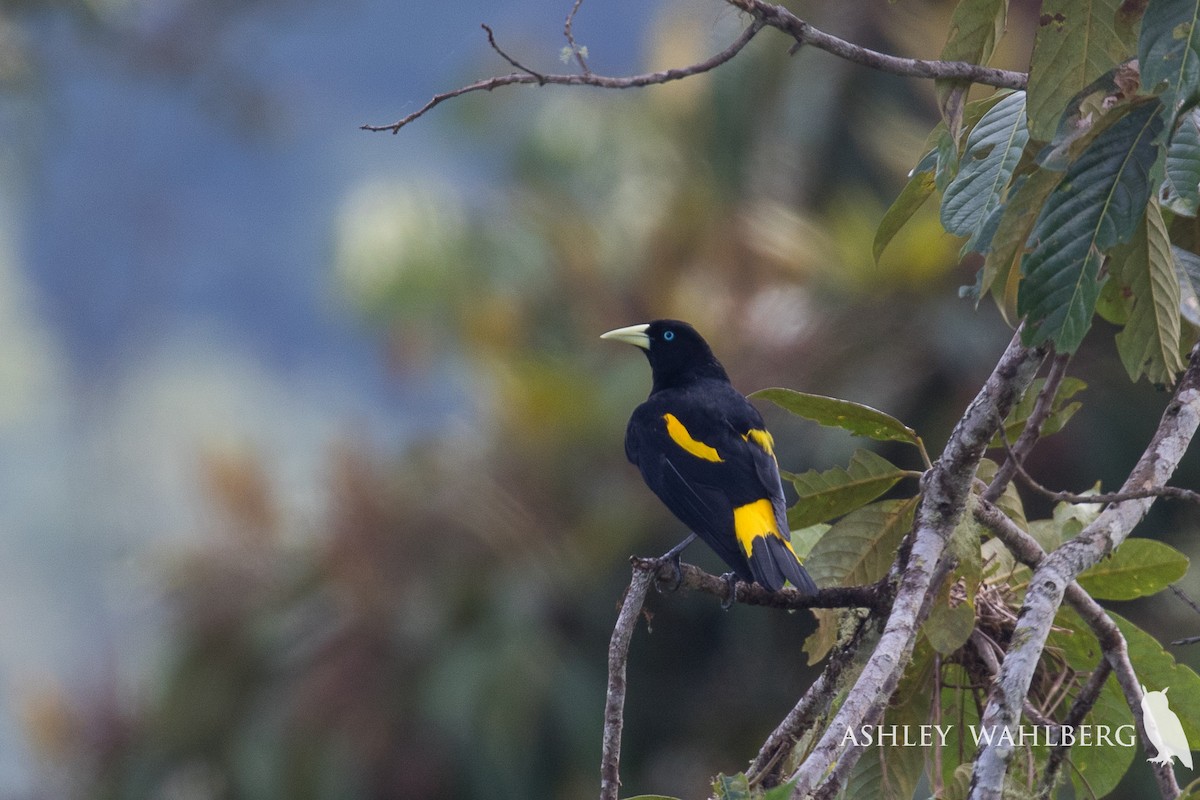 Yellow-rumped Cacique - Ashley Wahlberg (Tubbs)