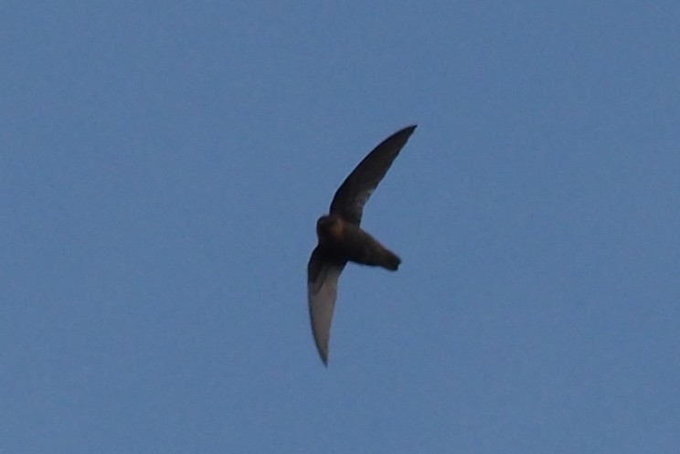 Chestnut-collared Swift - ML203252631