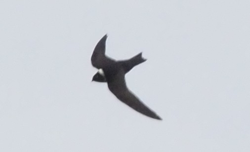 White-collared Swift - ML203252721