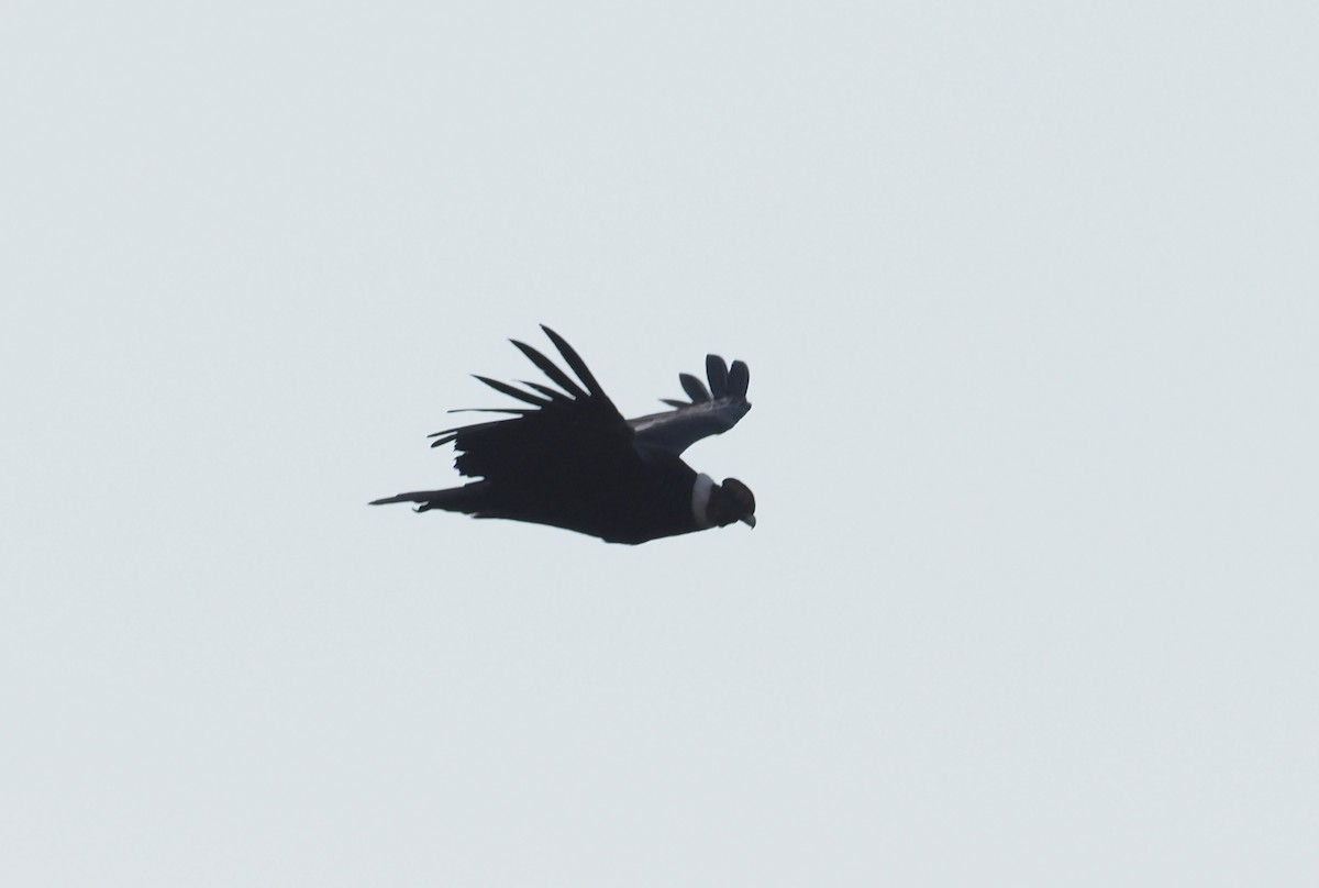 Andean Condor - ML203252931