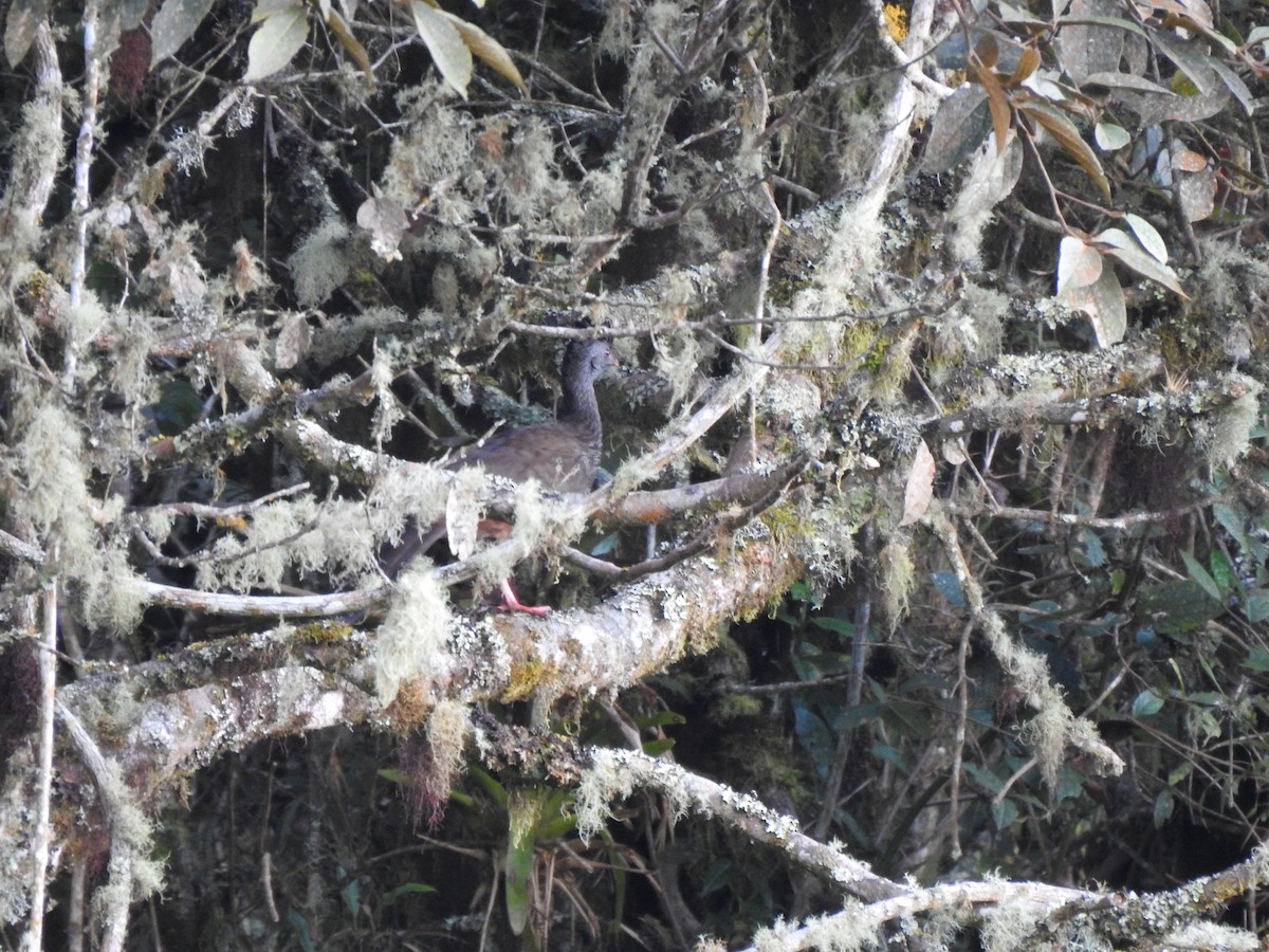 Andean Guan - Jeniffer Gómez-Camargo