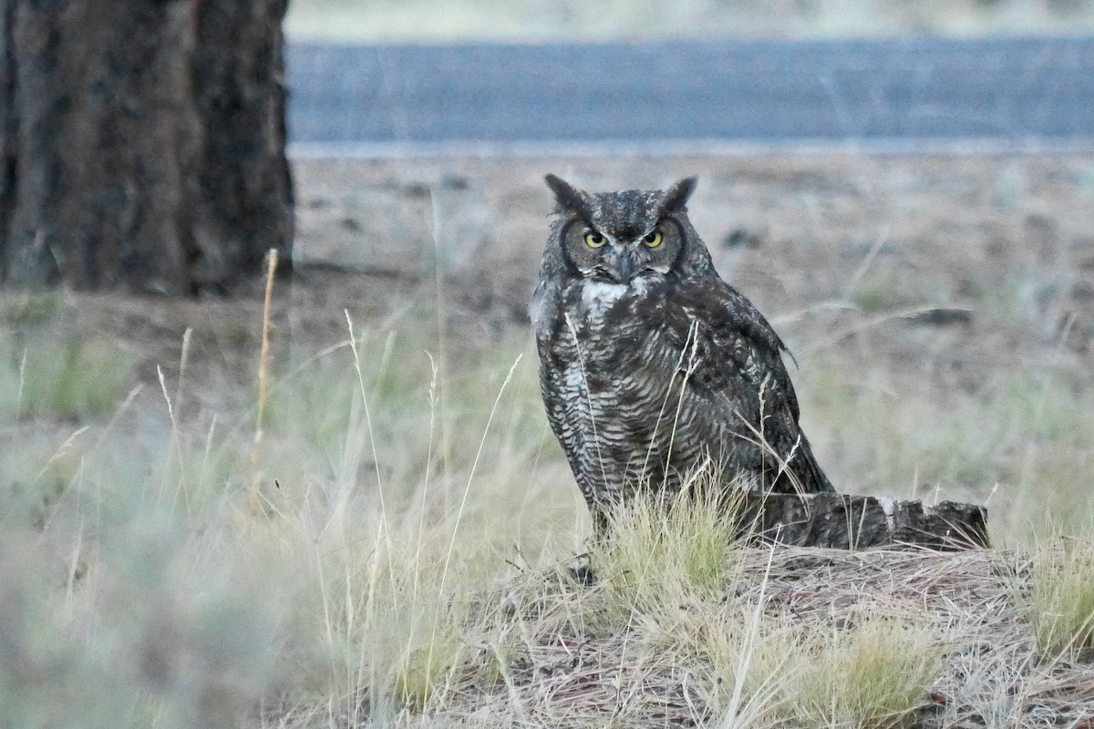 Great Horned Owl - Grace Oliver