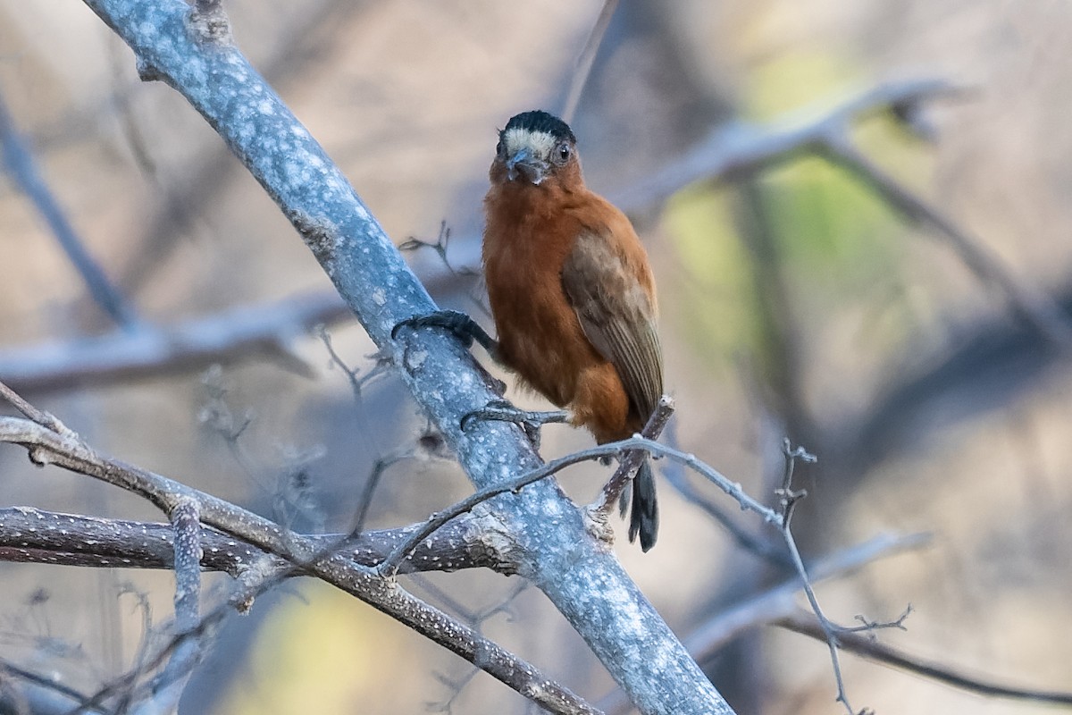 Chestnut Piculet - ML203254321