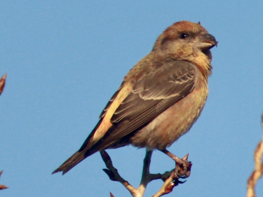 Гацуурын солбин хошуут - ML203254441