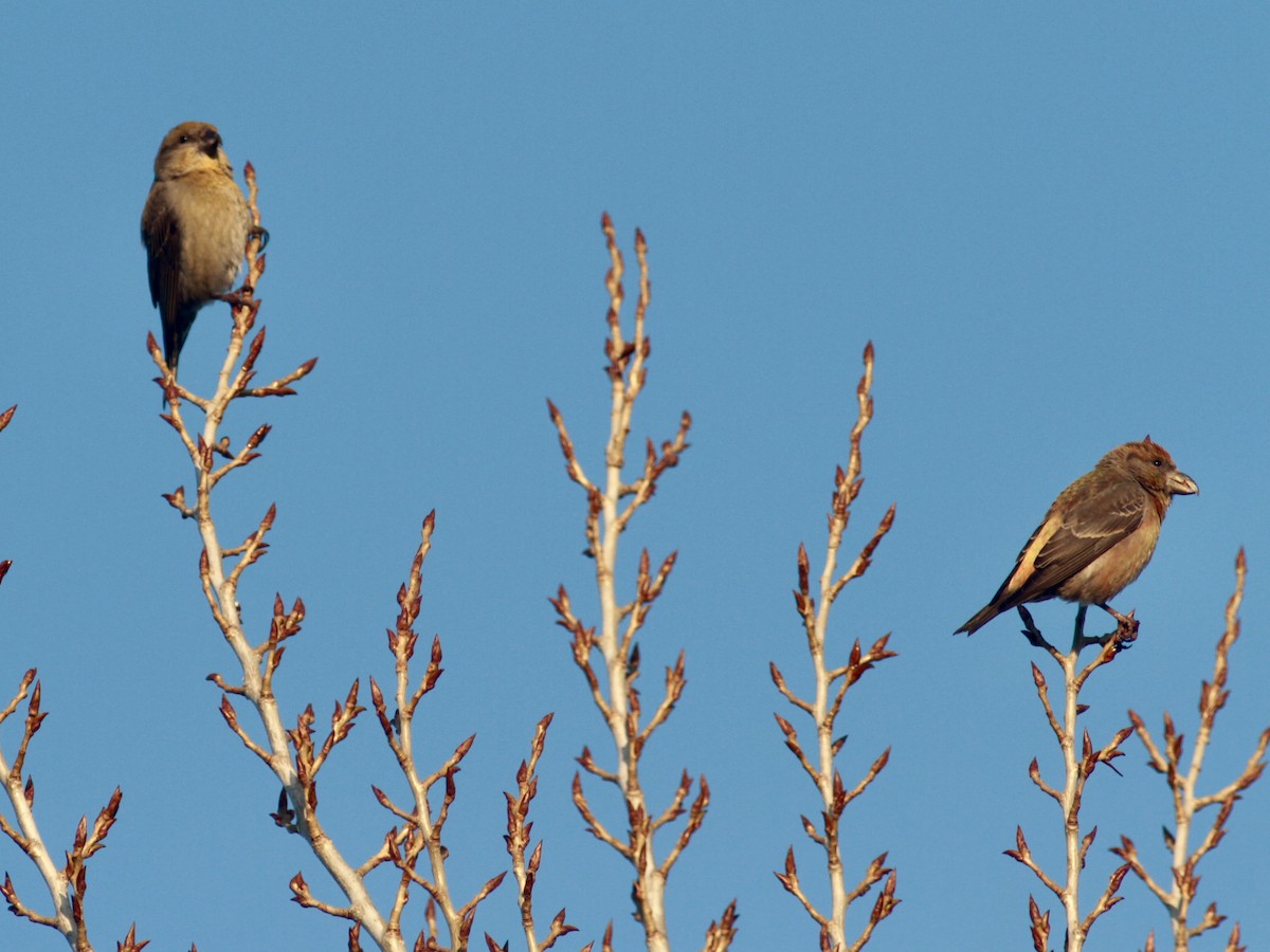 Гацуурын солбин хошуут - ML203254481