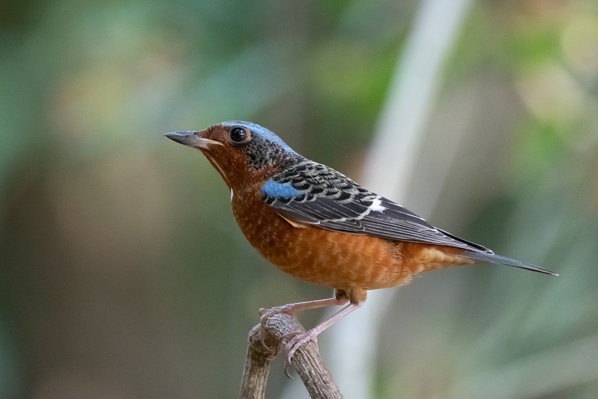 White-throated Rock-Thrush - ML203254531
