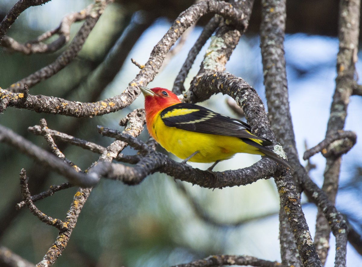 Western Tanager - ML203255781