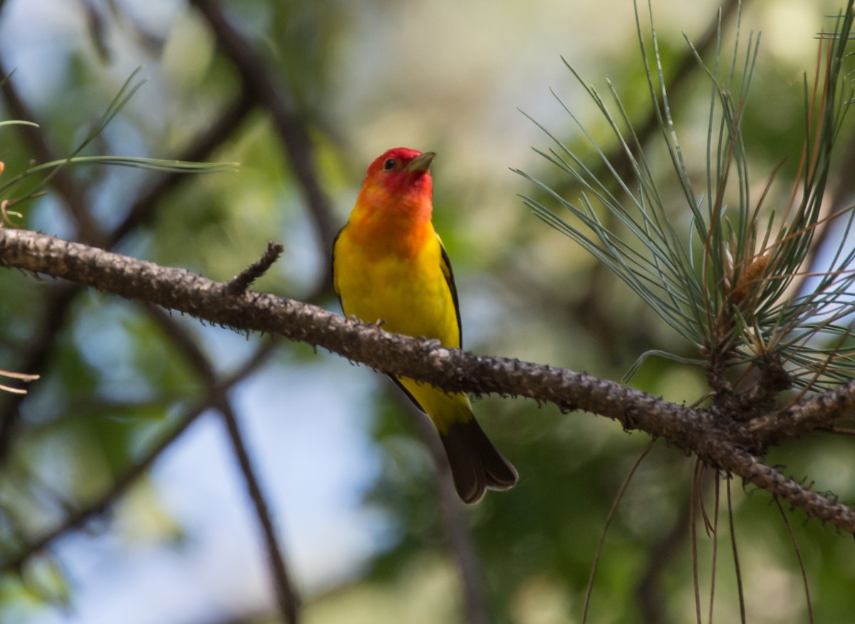 Western Tanager - ML203255791