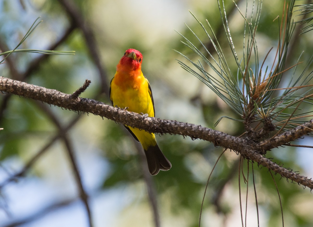 Western Tanager - ML203255801