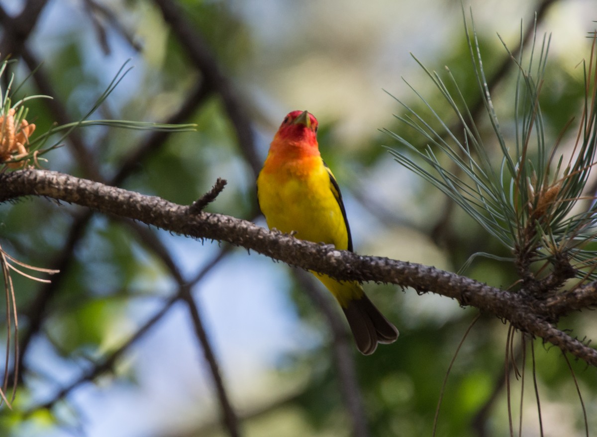 Western Tanager - ML203255811
