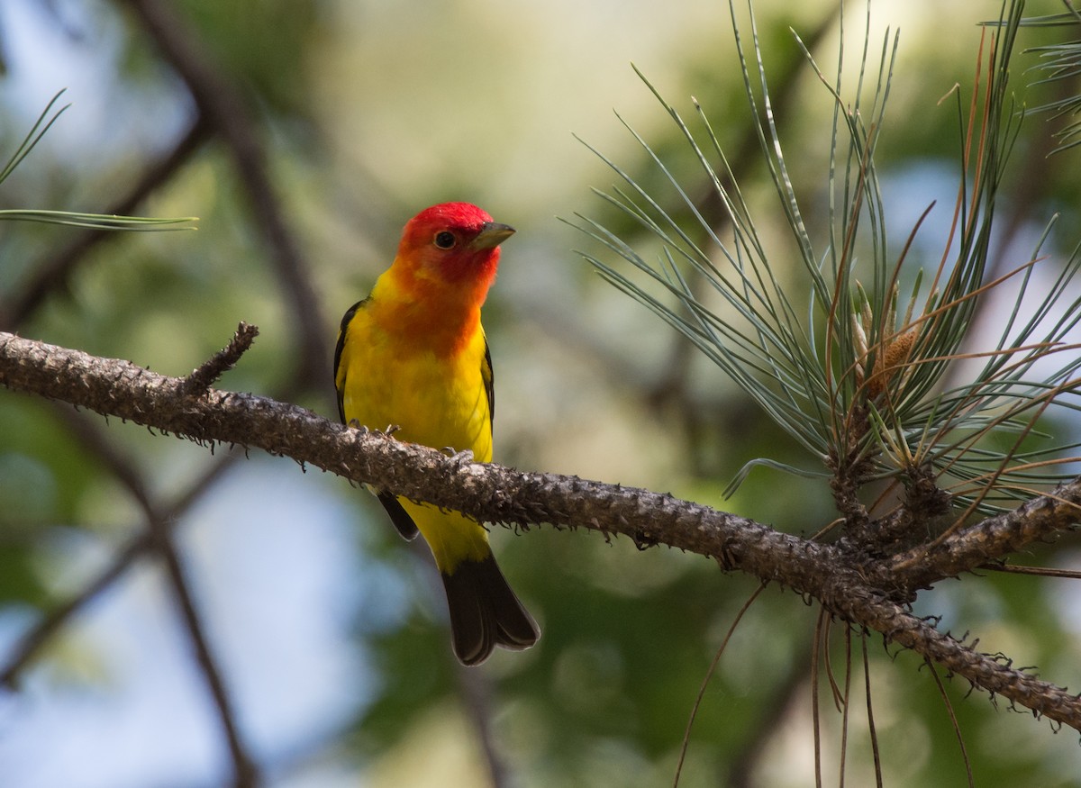Western Tanager - ML203255821