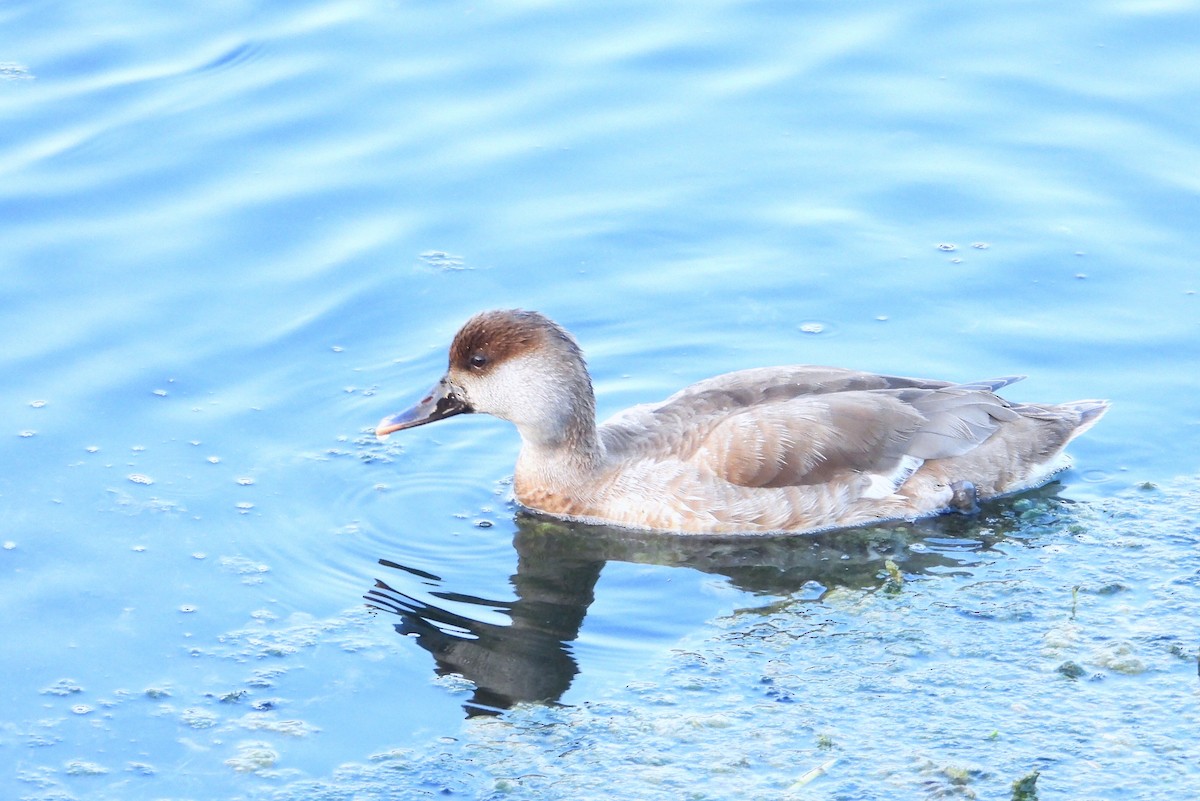 Red-crested Pochard - ML203256111