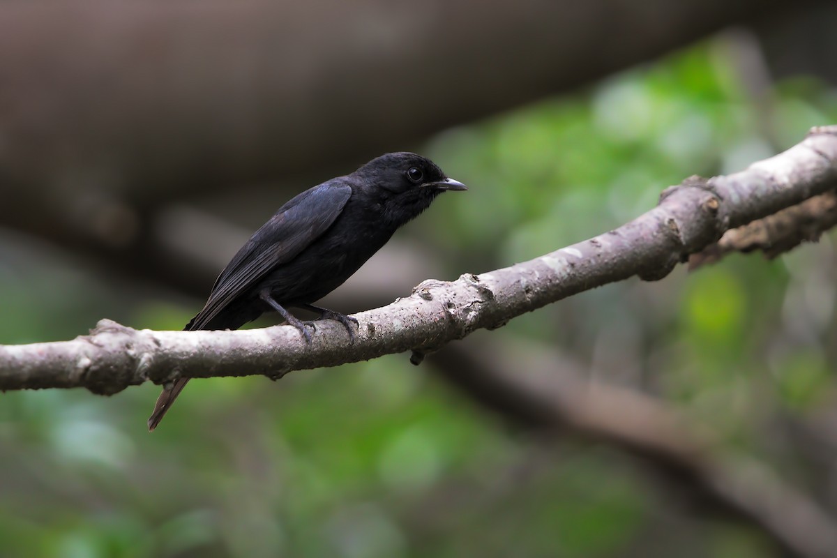 Southern Black-Flycatcher - Marco Valentini