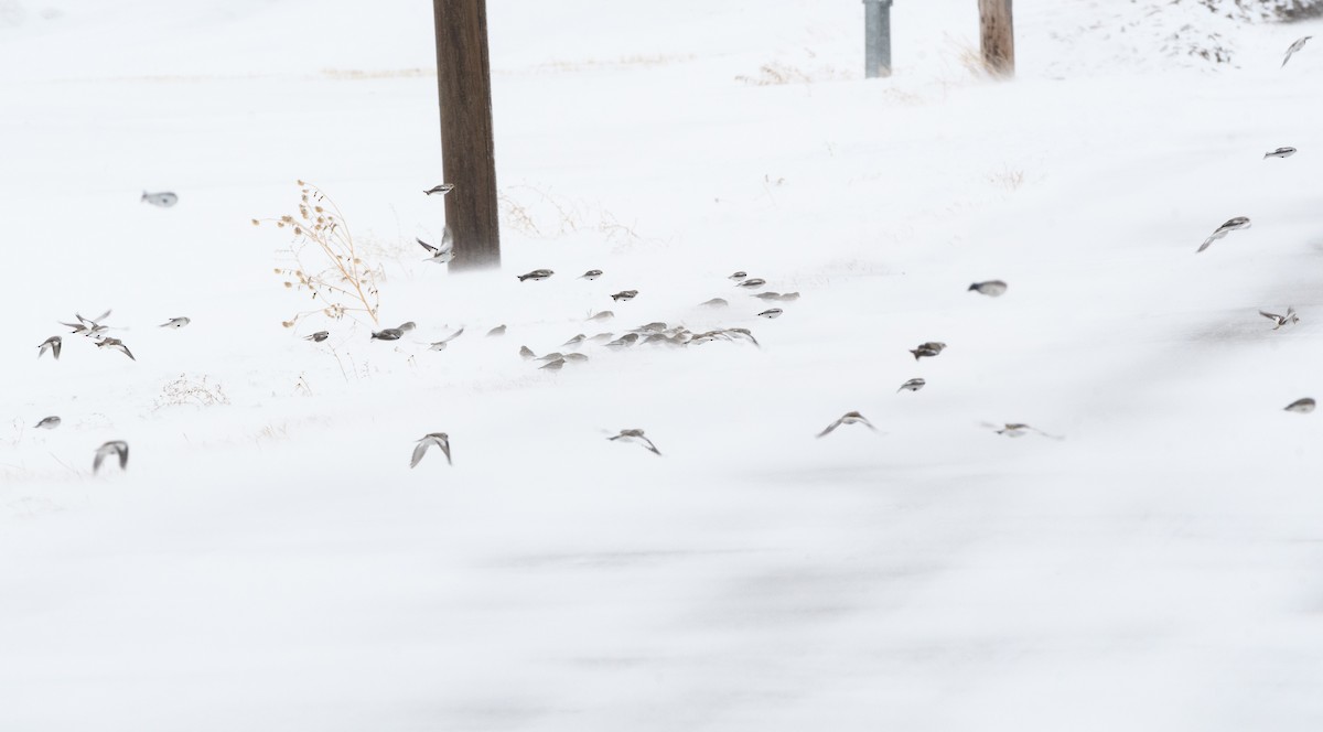 Snow Bunting - ML203257911