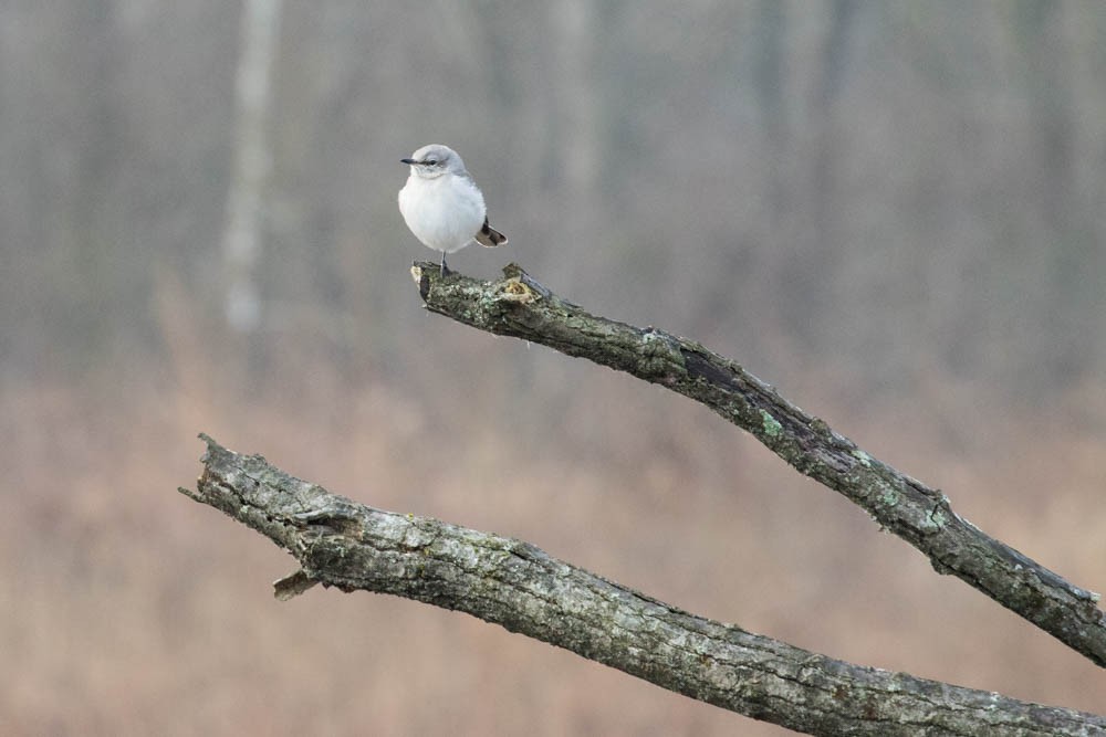 Northern Mockingbird - ML203258101