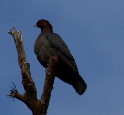 Scaly-naped Pigeon - Robert Irwin