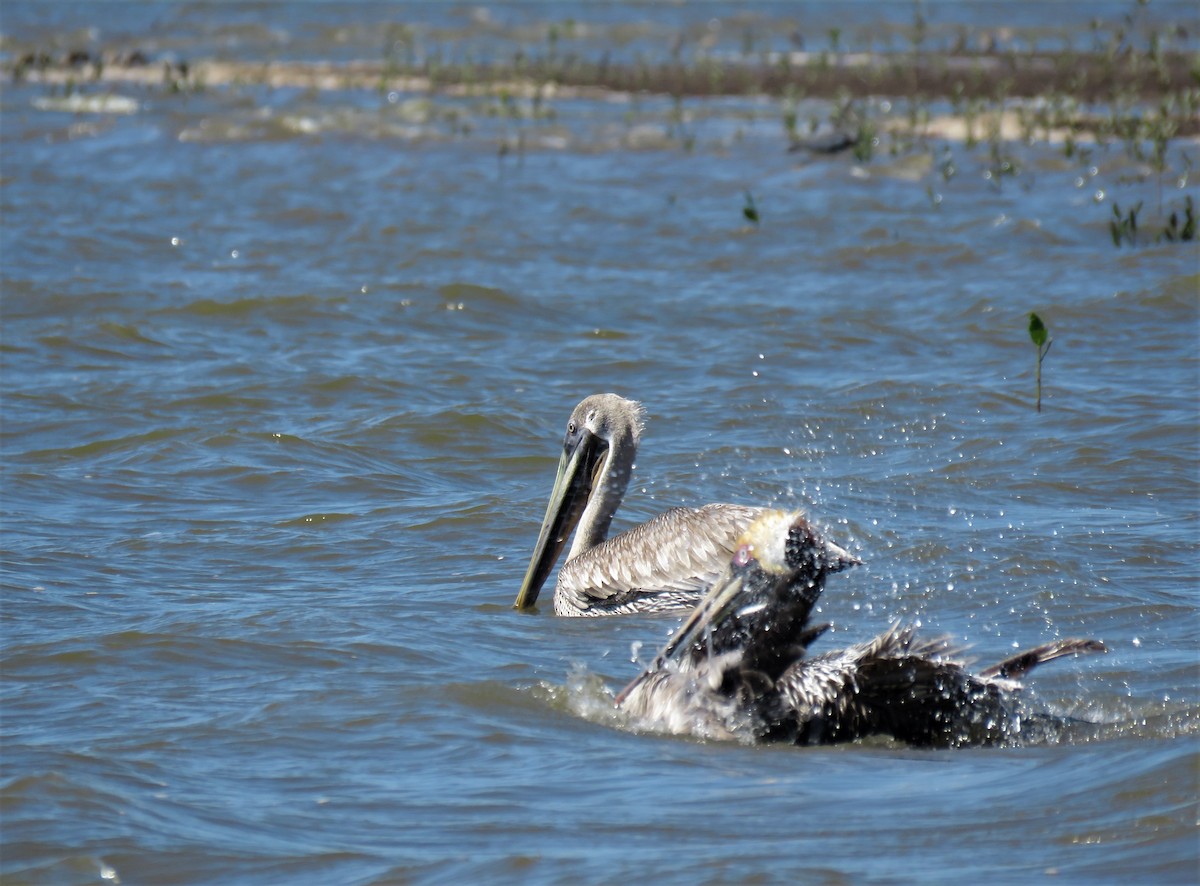 Brown Pelican - Roselvy Juárez