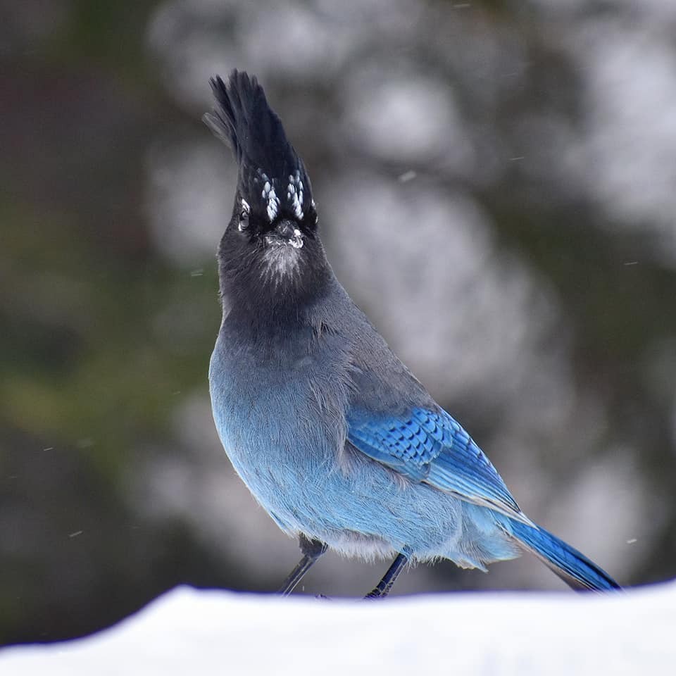 Steller's Jay - ML203258881