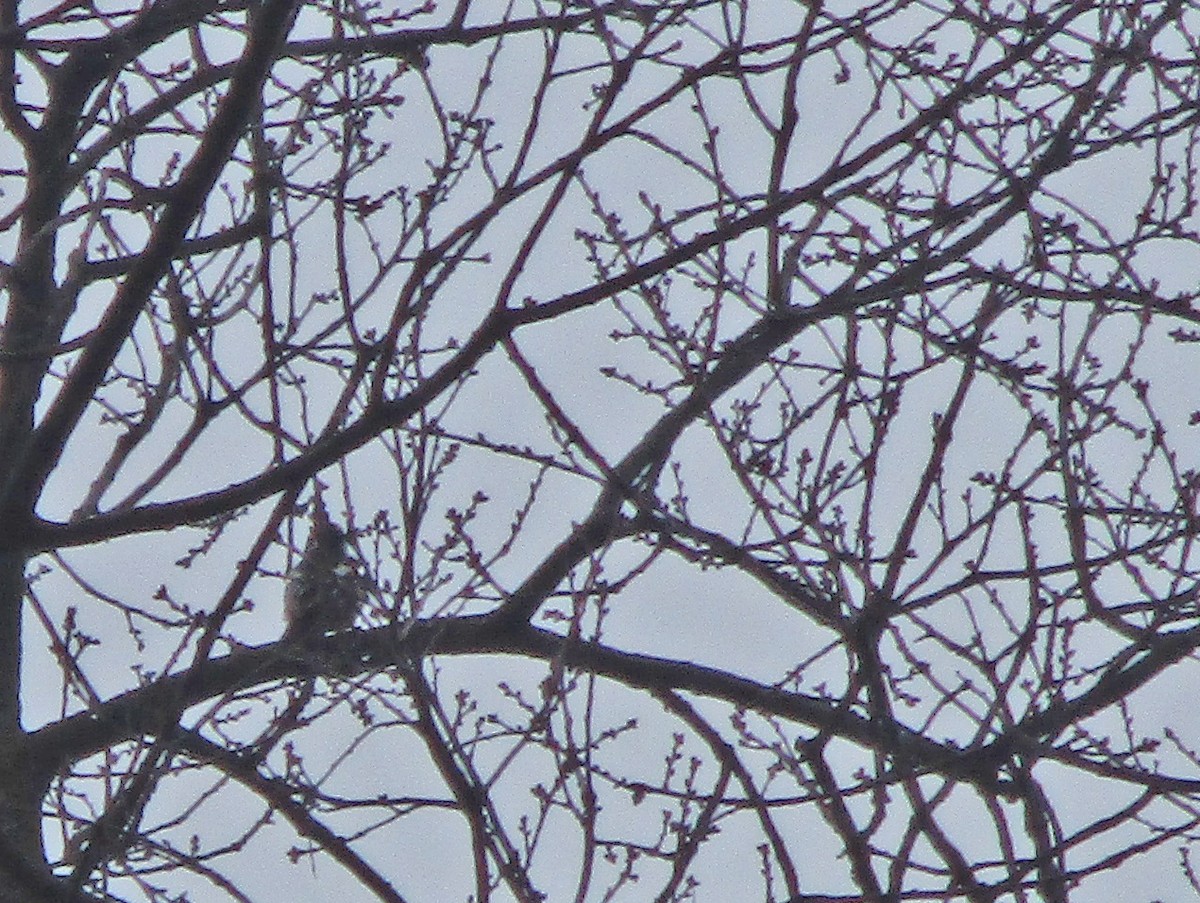 Middle Spotted Woodpecker - Tamas Zeke
