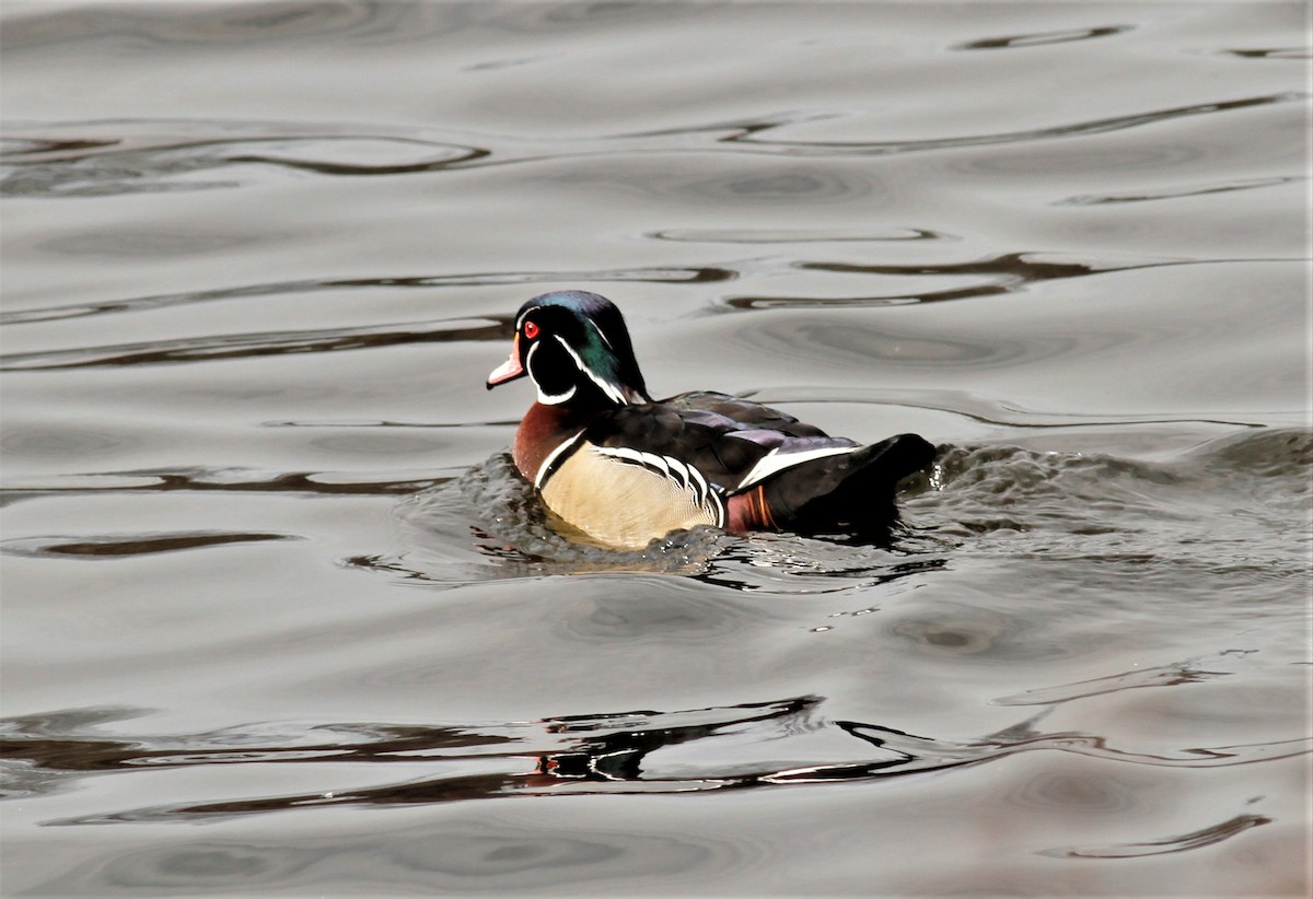 Wood Duck - ML203259441