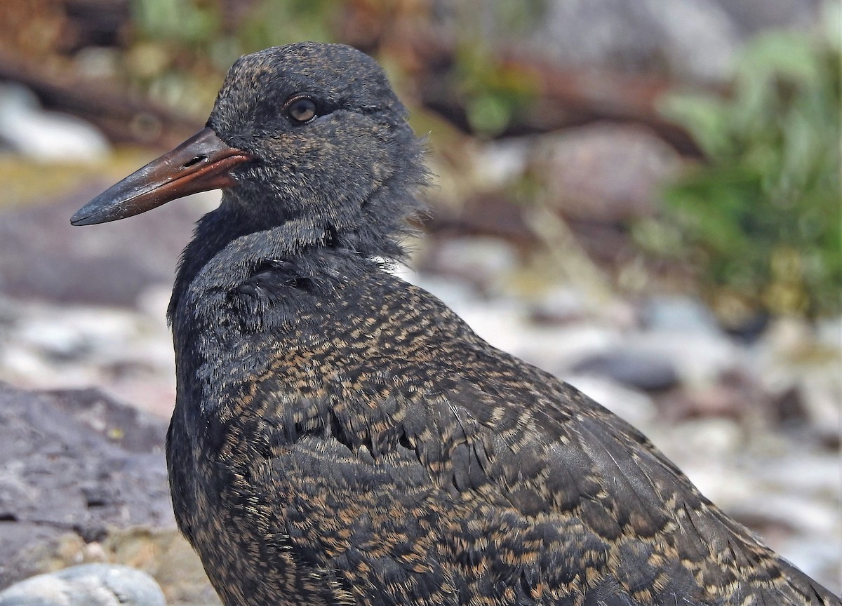 Blackish Oystercatcher - ML203259561