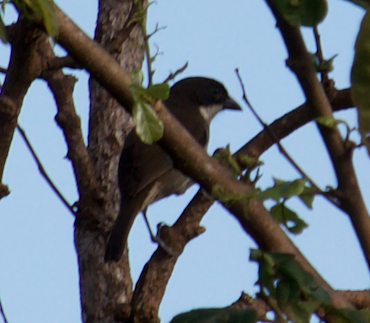 Puerto Rican Tanager - ML203260321