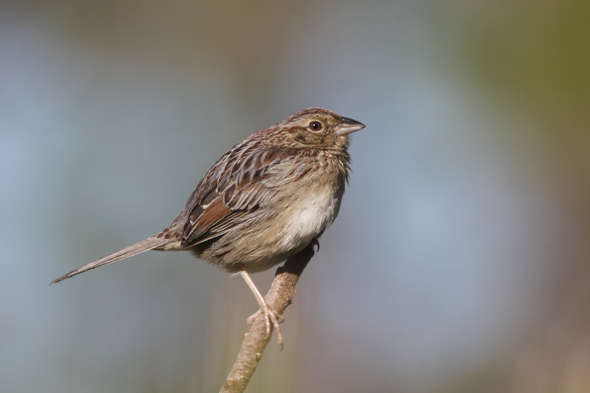 Bachman's Sparrow - ML20326061