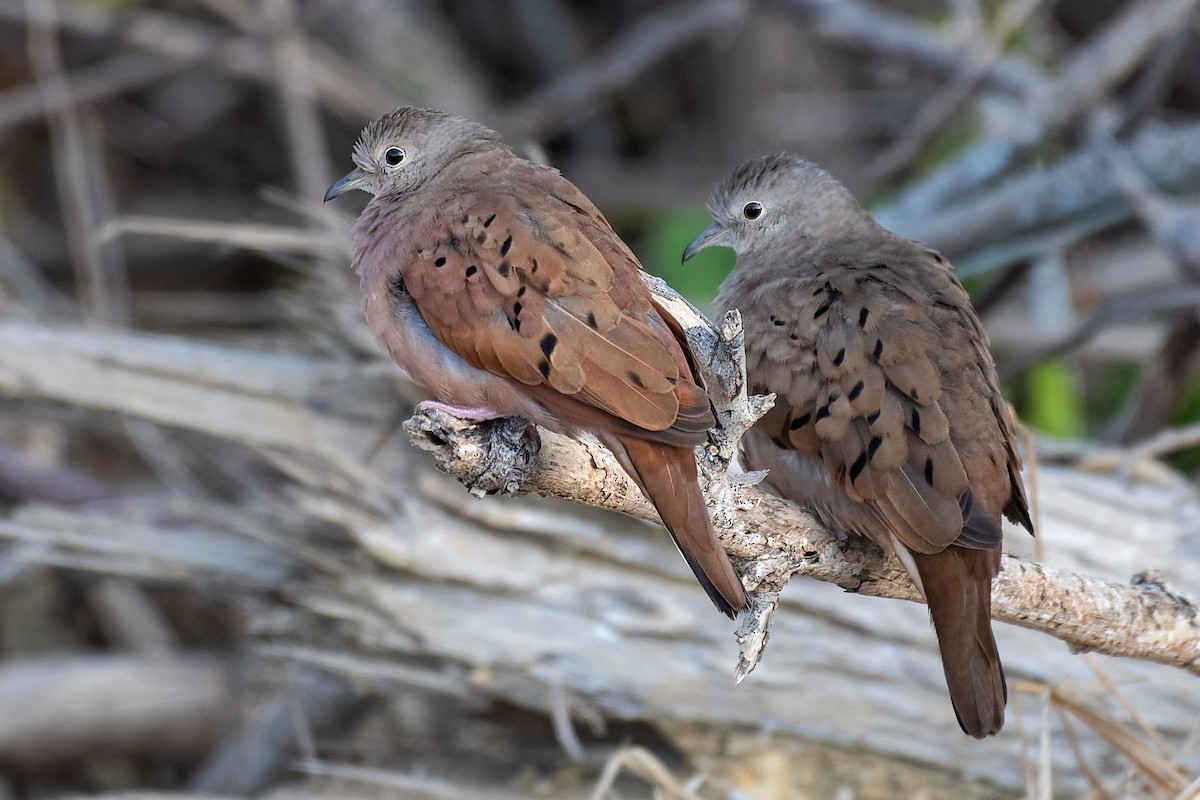 Ruddy Ground Dove - ML203262941