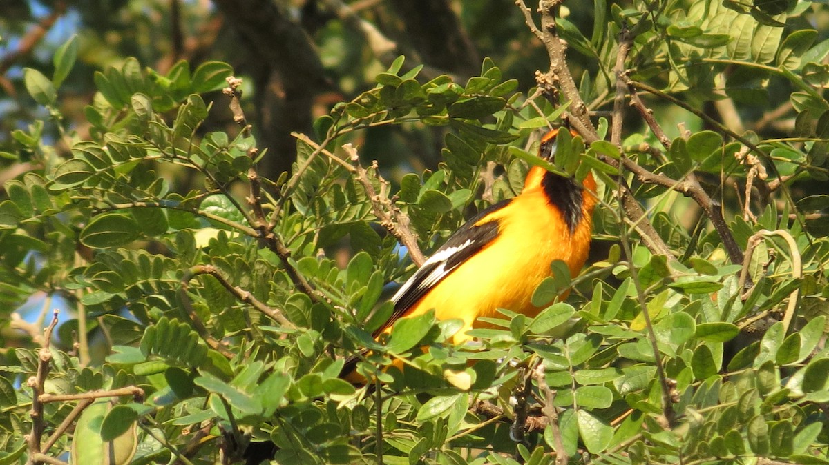 Oriole à gros bec - ML203263081