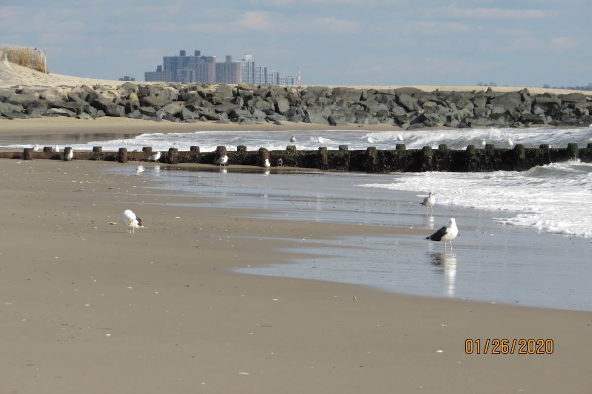 Great Black-backed Gull - ML203263461