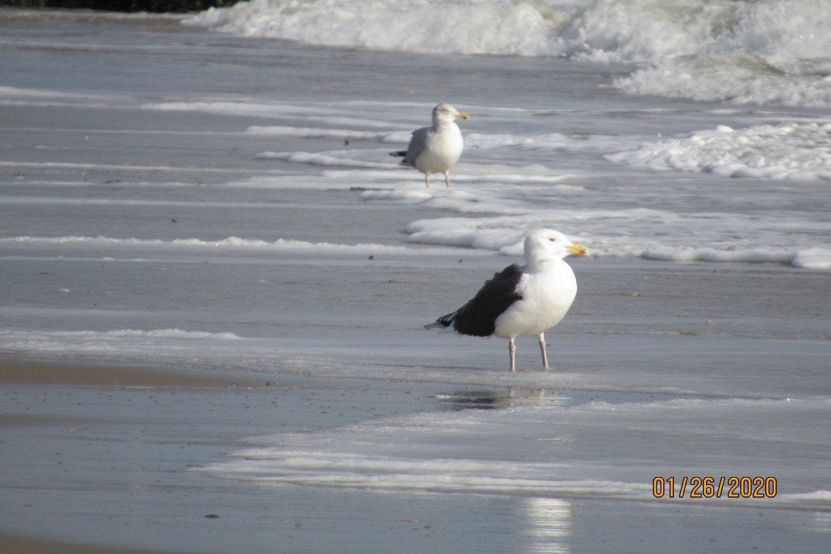 Great Black-backed Gull - ML203263471