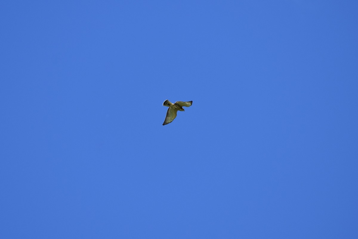 Broad-winged Hawk - Robert G. Buckert