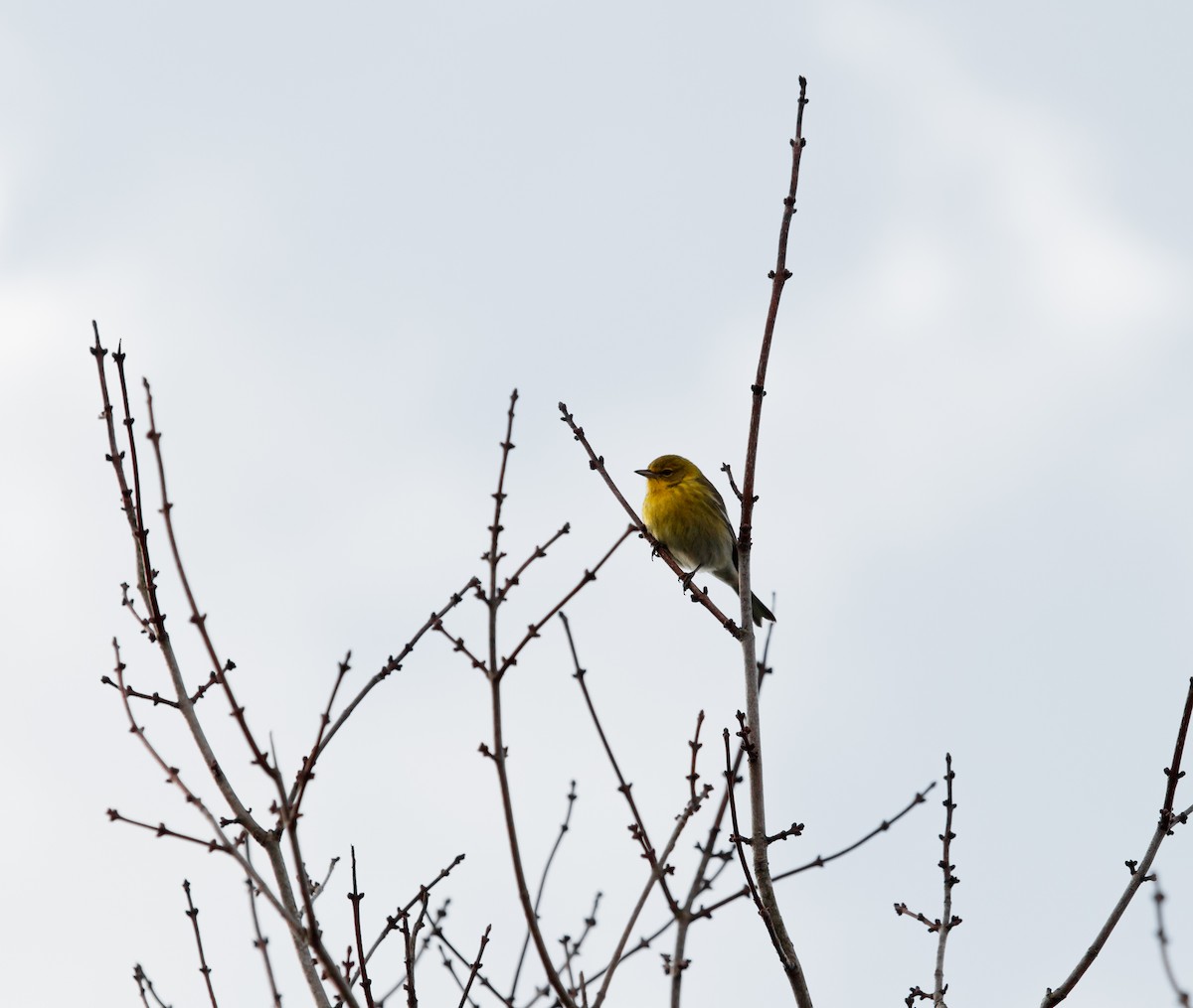 Pine Warbler - ML203264811