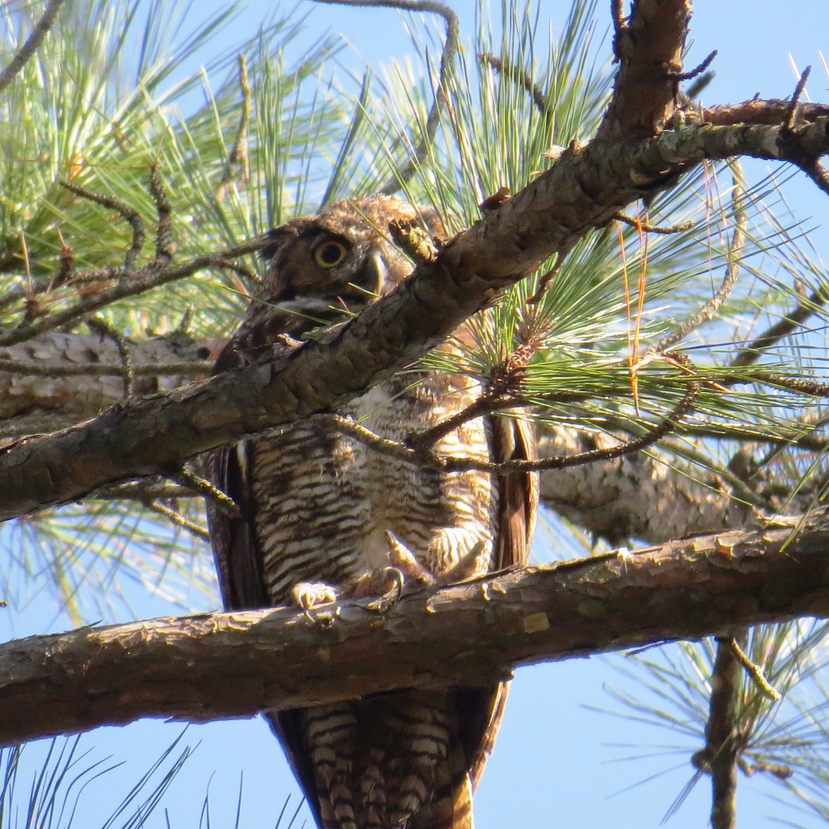 Great Horned Owl - ML20326511