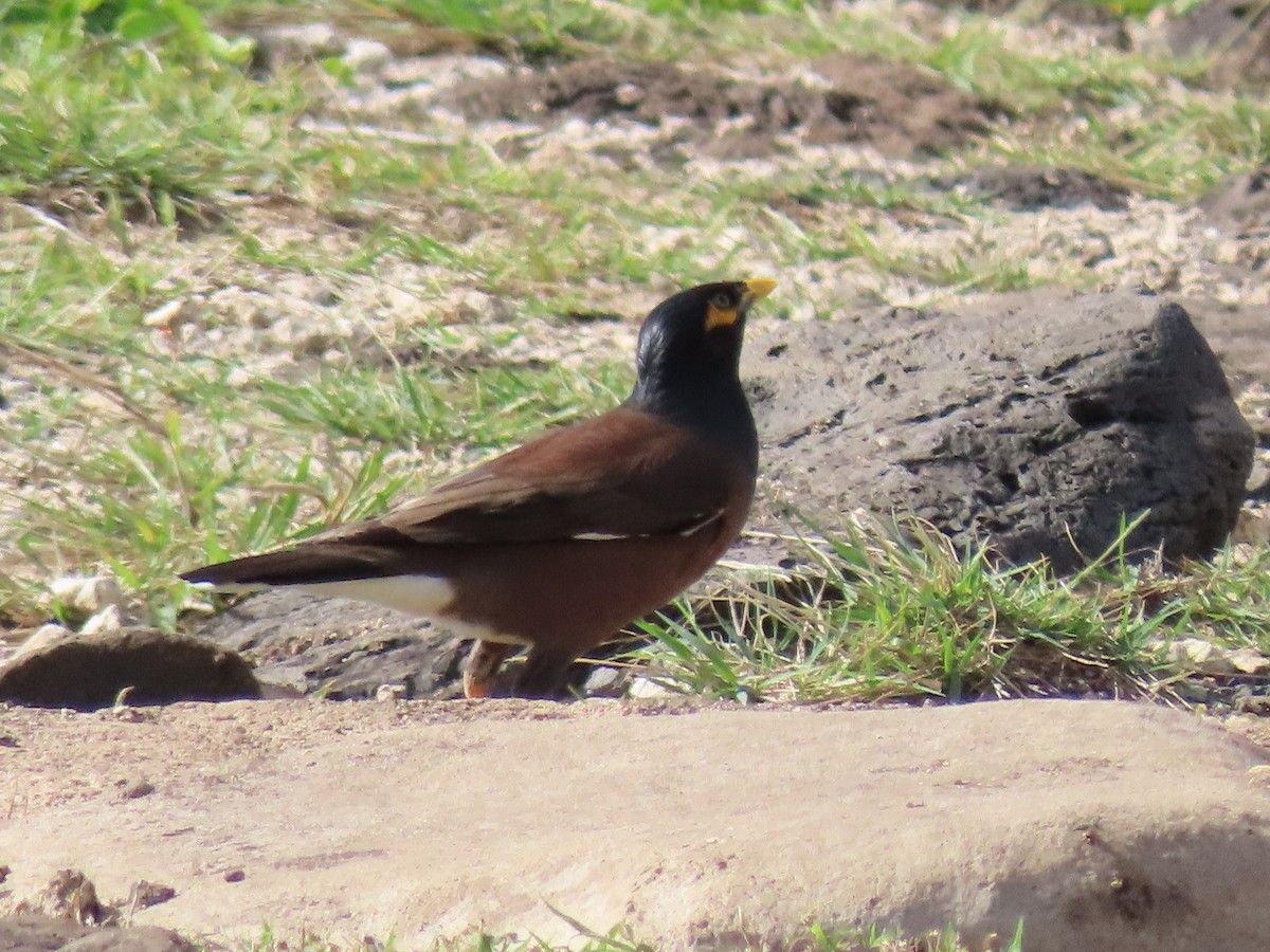 Common Myna - ML203266751