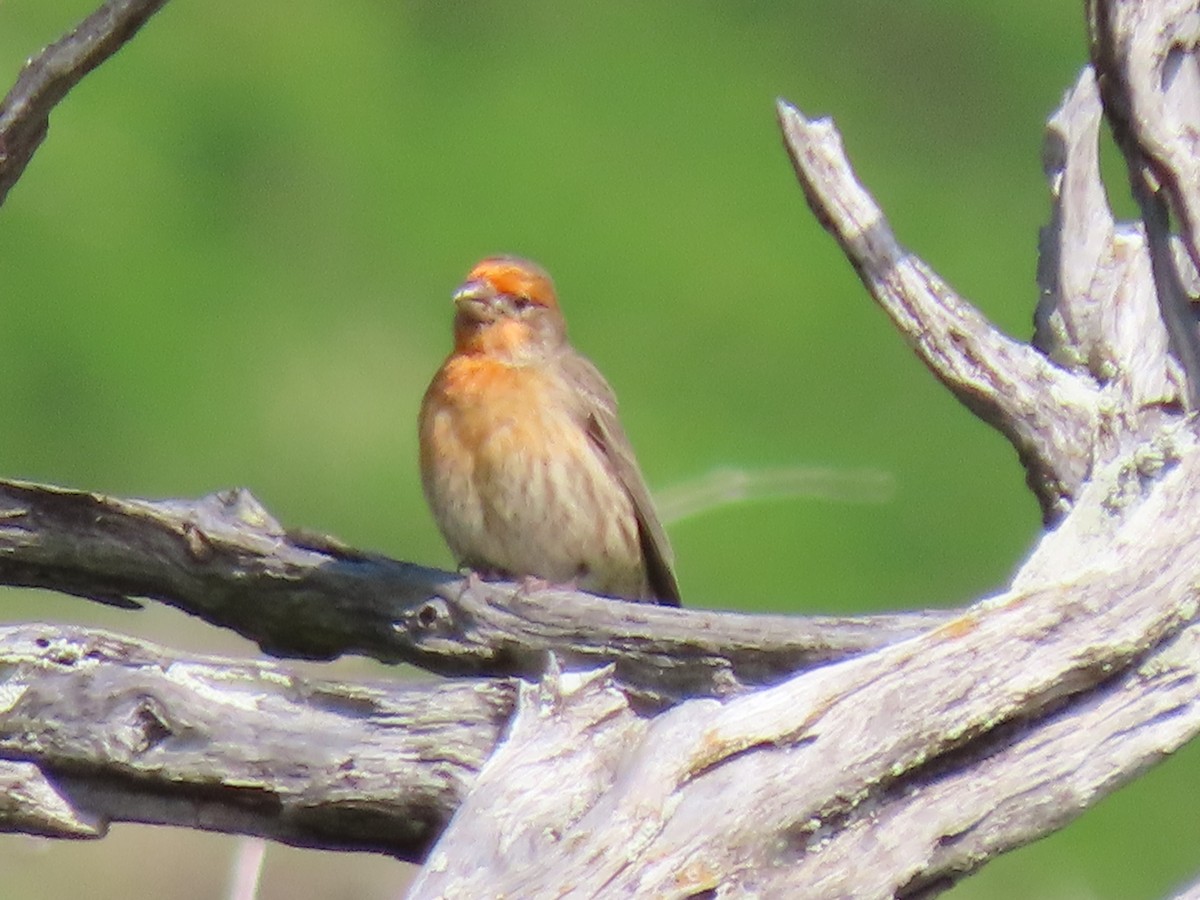 House Finch - ML203266871