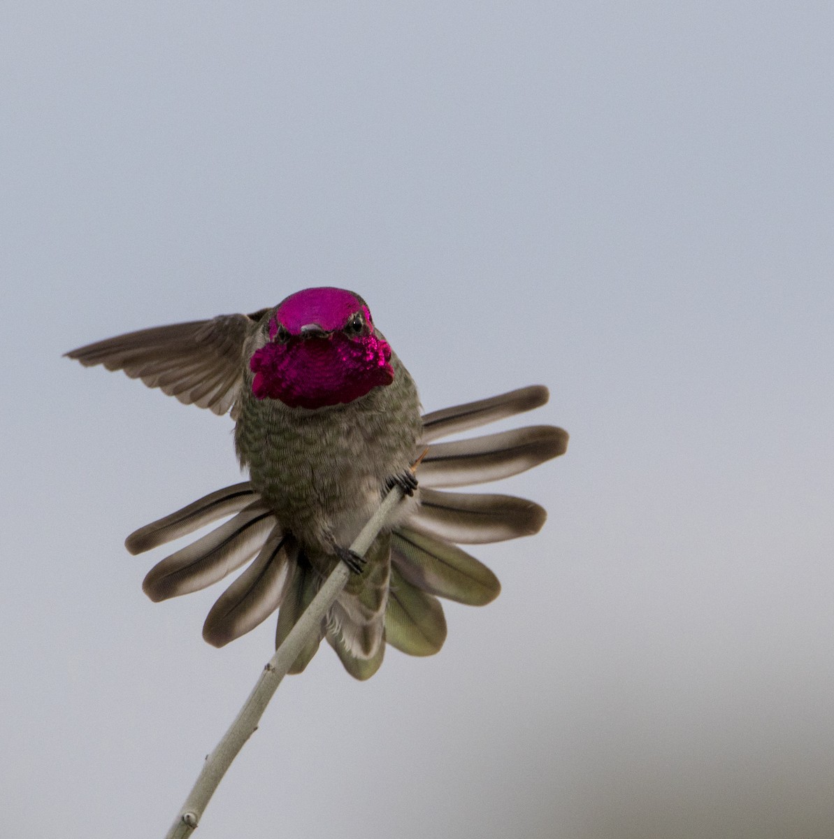 Anna's Hummingbird - ML203268031