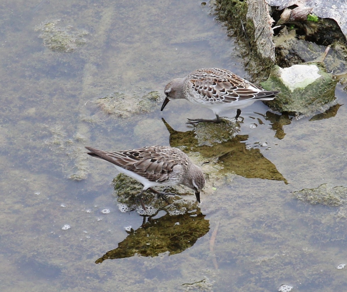 White-rumped Sandpiper - ML20326811