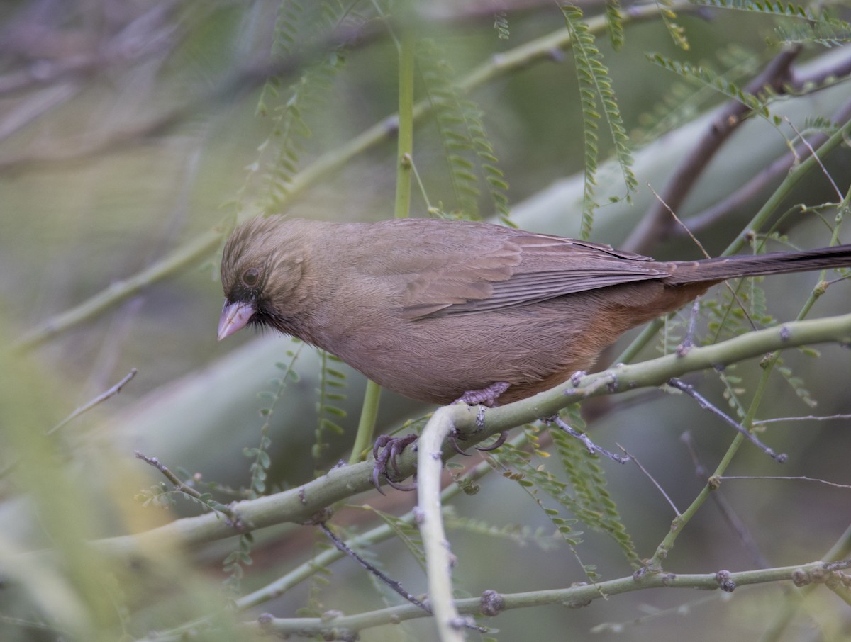 Abert's Towhee - ML203268411