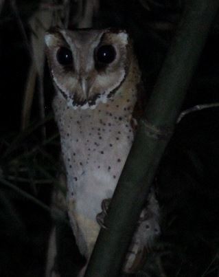 Oriental Bay-Owl - ML203269561