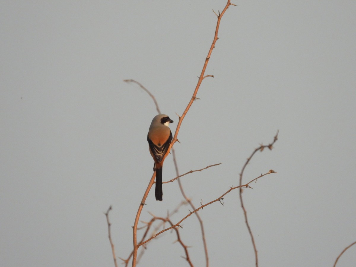 Long-tailed Shrike - ML203269671