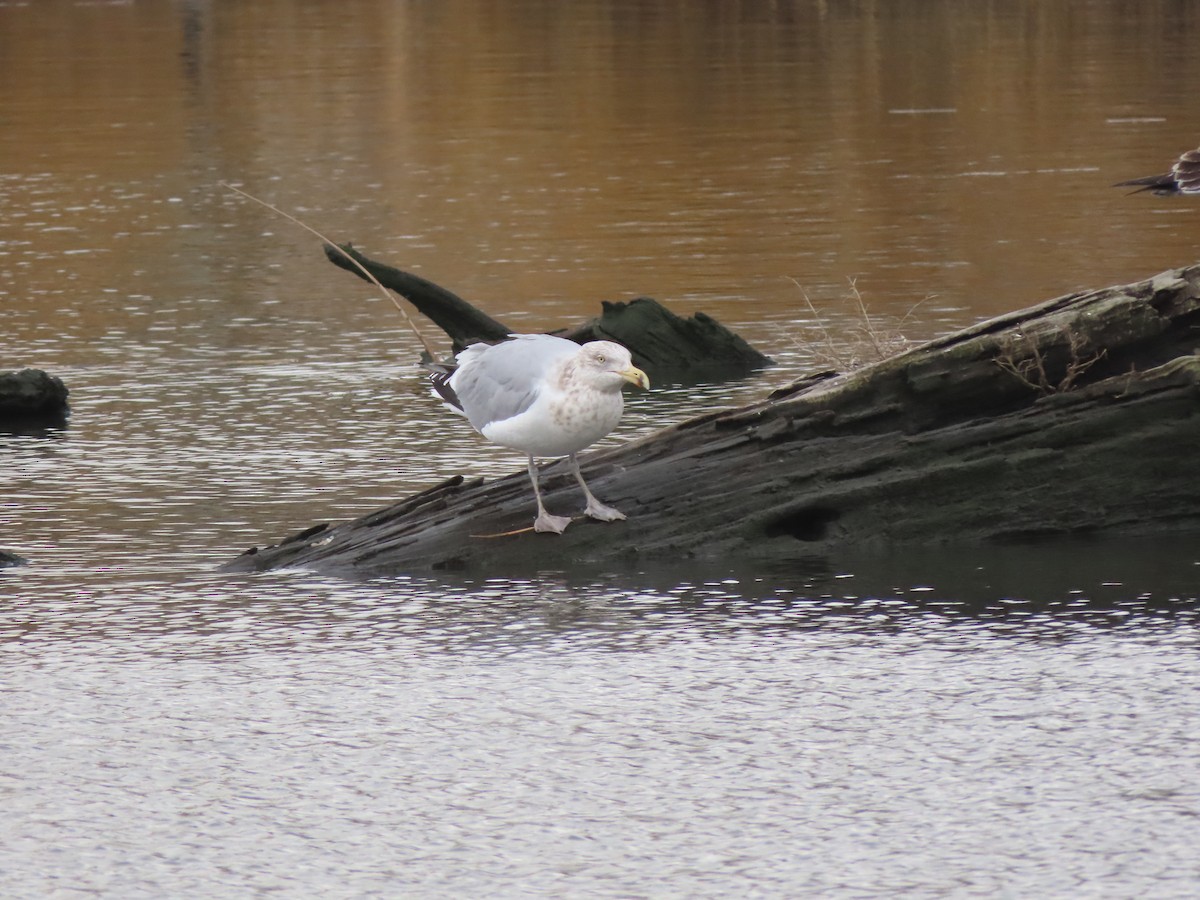 Gaviota Argéntea - ML203271451