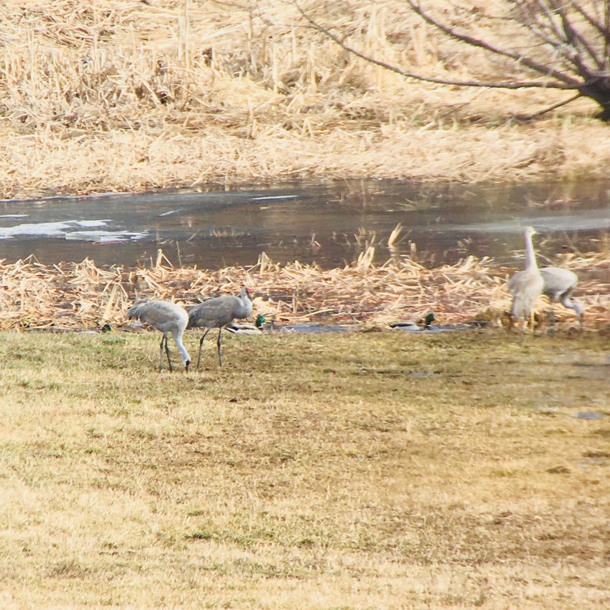 Sandhill Crane - ML203272361