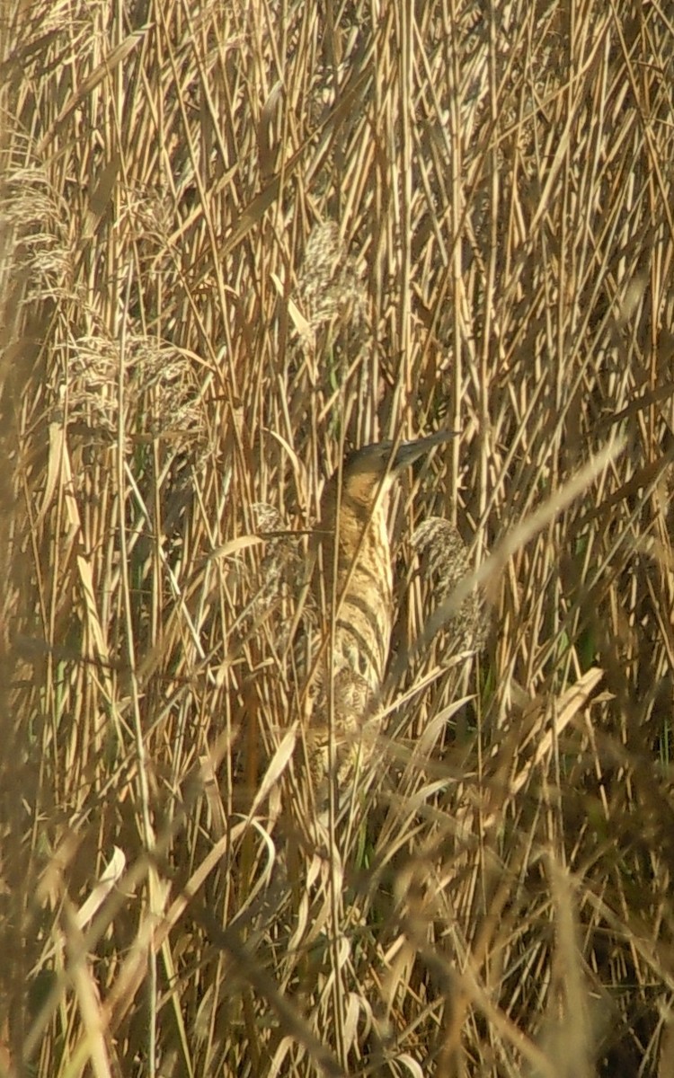 Great Bittern - Francisco Maia