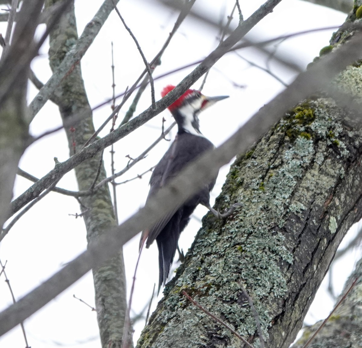 Pileated Woodpecker - ML203275161