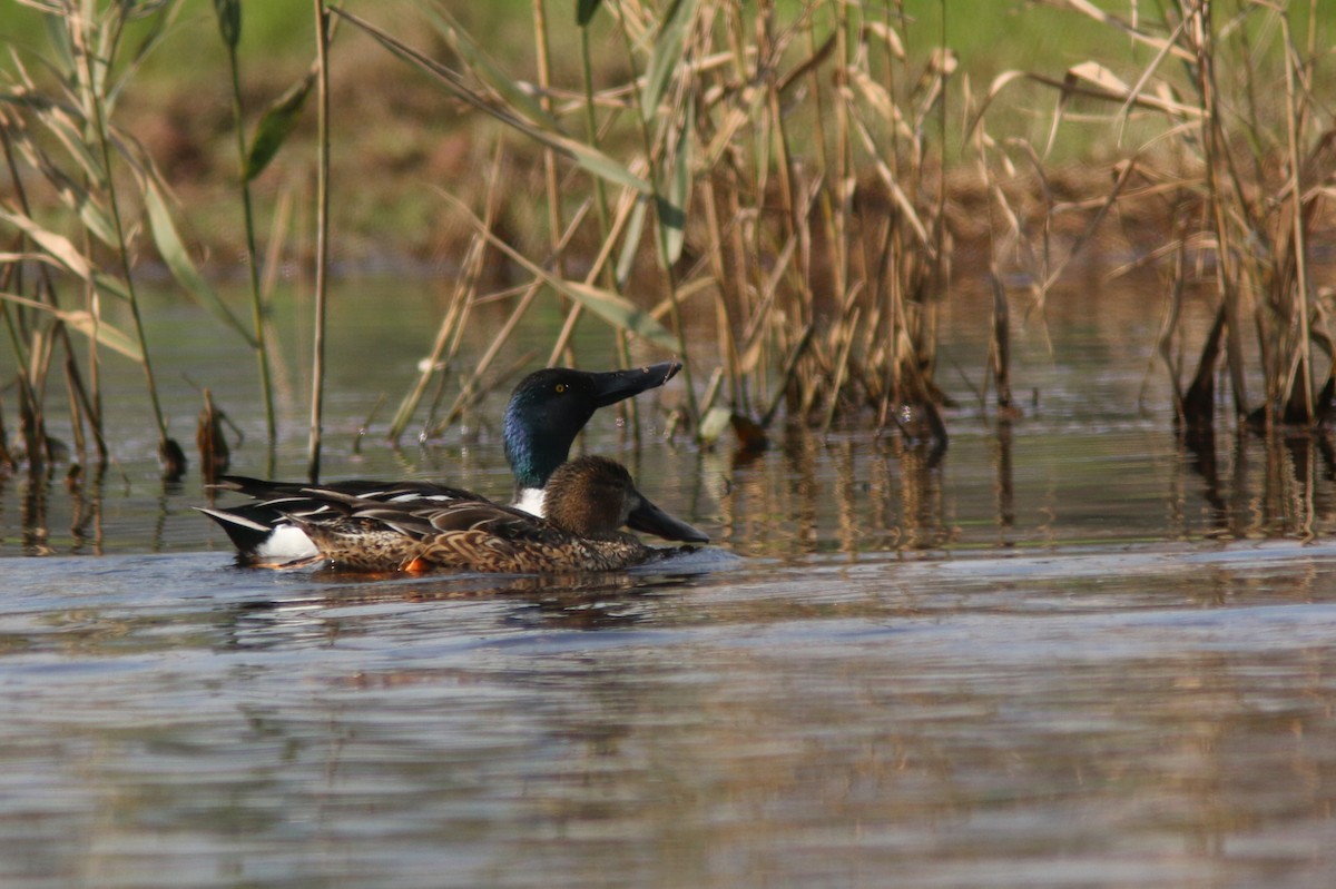 Northern Shoveler - ML203275491